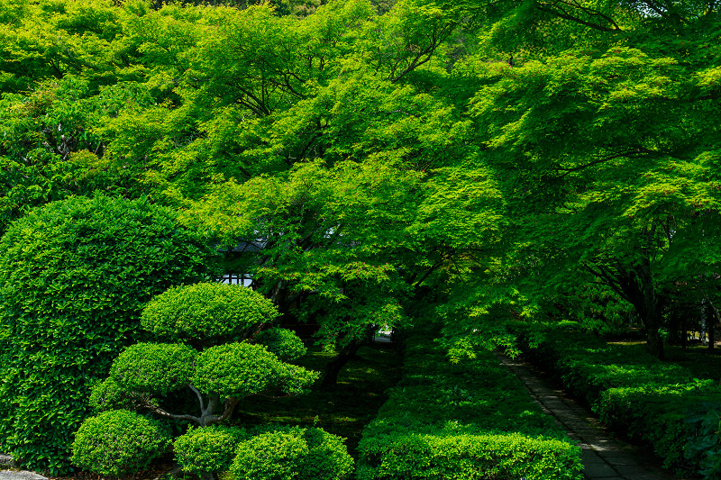 苔の寺（西芳寺）_f0155048_17513367.jpg