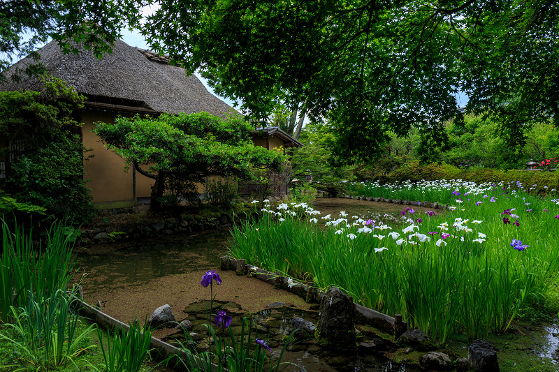 花菖蒲とアジサイのお庭（梅宮大社）_f0155048_23331967.jpg