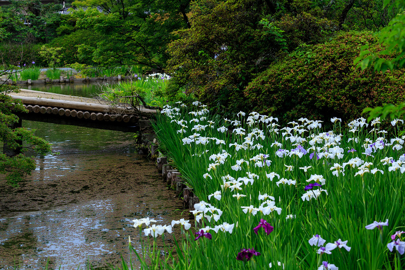 花菖蒲とアジサイのお庭（梅宮大社）_f0155048_23334771.jpg
