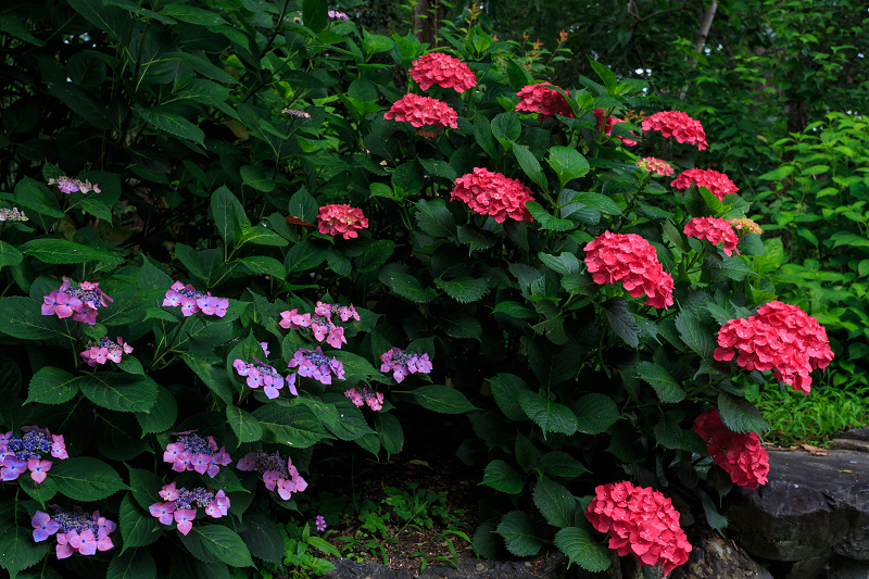 花菖蒲とアジサイのお庭（梅宮大社）_f0155048_23341246.jpg