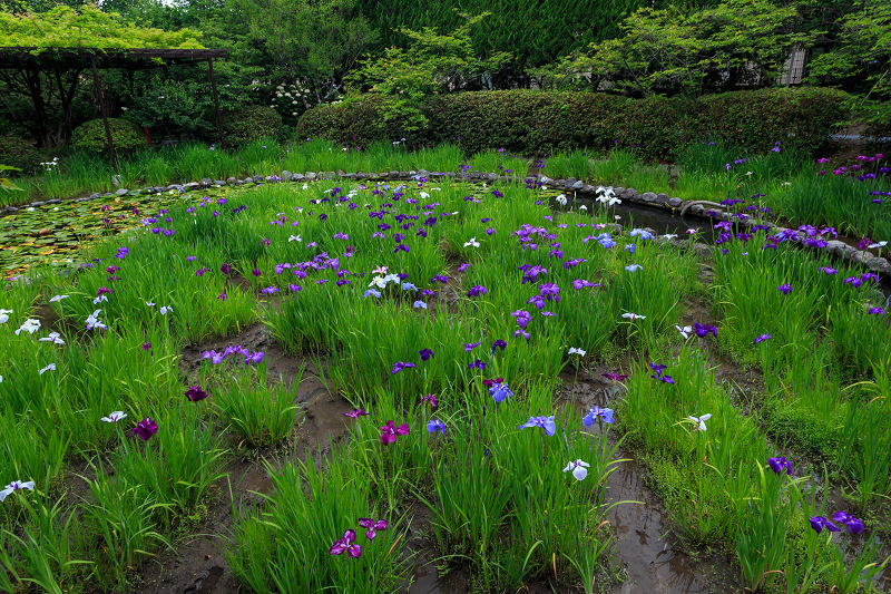 花菖蒲とアジサイのお庭（梅宮大社）_f0155048_23352434.jpg
