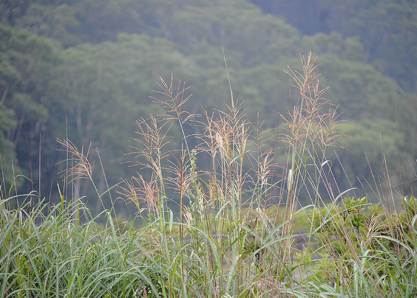 8月16日 立秋の赤城山 新坂平周辺_a0001354_22563116.gif