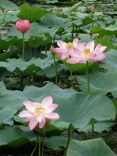 お盆休み _e0140354_11493329.jpg