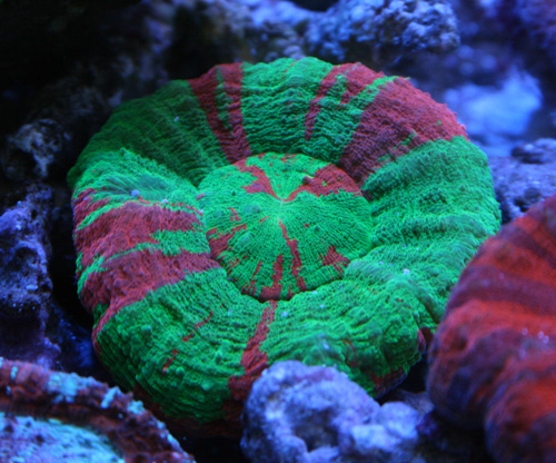 X４９スコリミア（５ｃｍ前後） スコリミア！！ : ビーボックスアクアリウム 海水魚・サンゴ情報