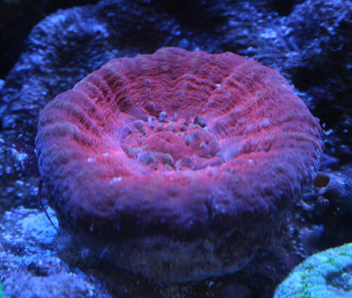 X４９スコリミア（５ｃｍ前後） スコリミア！！ : ビーボックスアクアリウム 海水魚・サンゴ情報