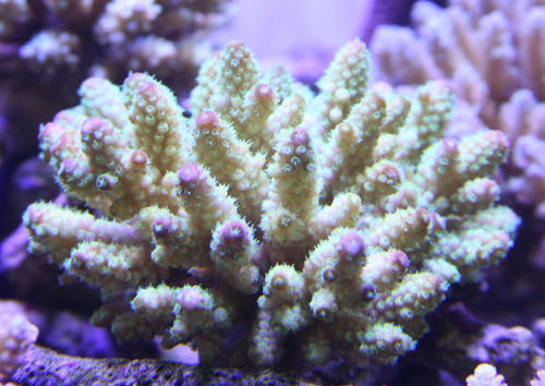 X４９スコリミア（５ｃｍ前後） スコリミア！！ : ビーボックスアクアリウム 海水魚・サンゴ情報