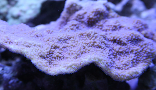 X４９スコリミア（５ｃｍ前後） スコリミア！！ : ビーボックスアクアリウム 海水魚・サンゴ情報