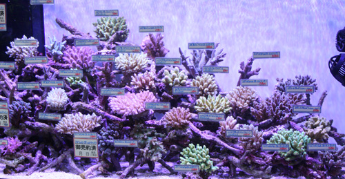 X４９スコリミア（５ｃｍ前後） スコリミア！！ : ビーボックスアクアリウム 海水魚・サンゴ情報