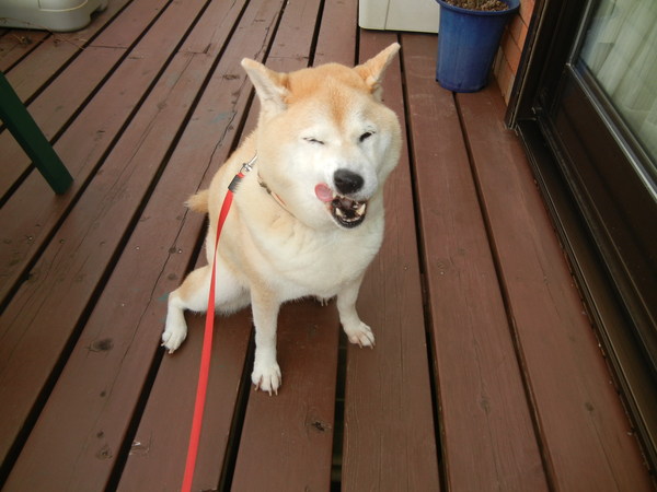 ’14,8,16(土)愛ちゃん、病院に行ってきました!_f0060461_13102061.jpg
