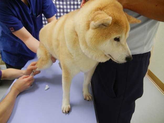 ’14,8,16(土)愛ちゃん、病院に行ってきました!_f0060461_13184487.jpg