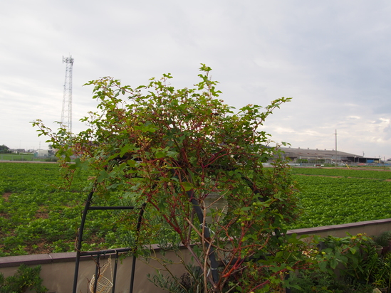 b0194267_1902569.jpg