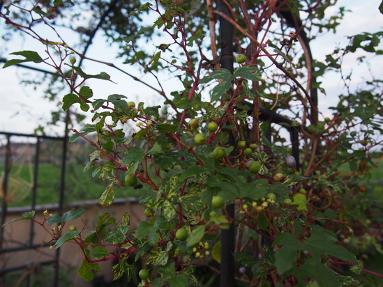 b0194267_1993750.jpg
