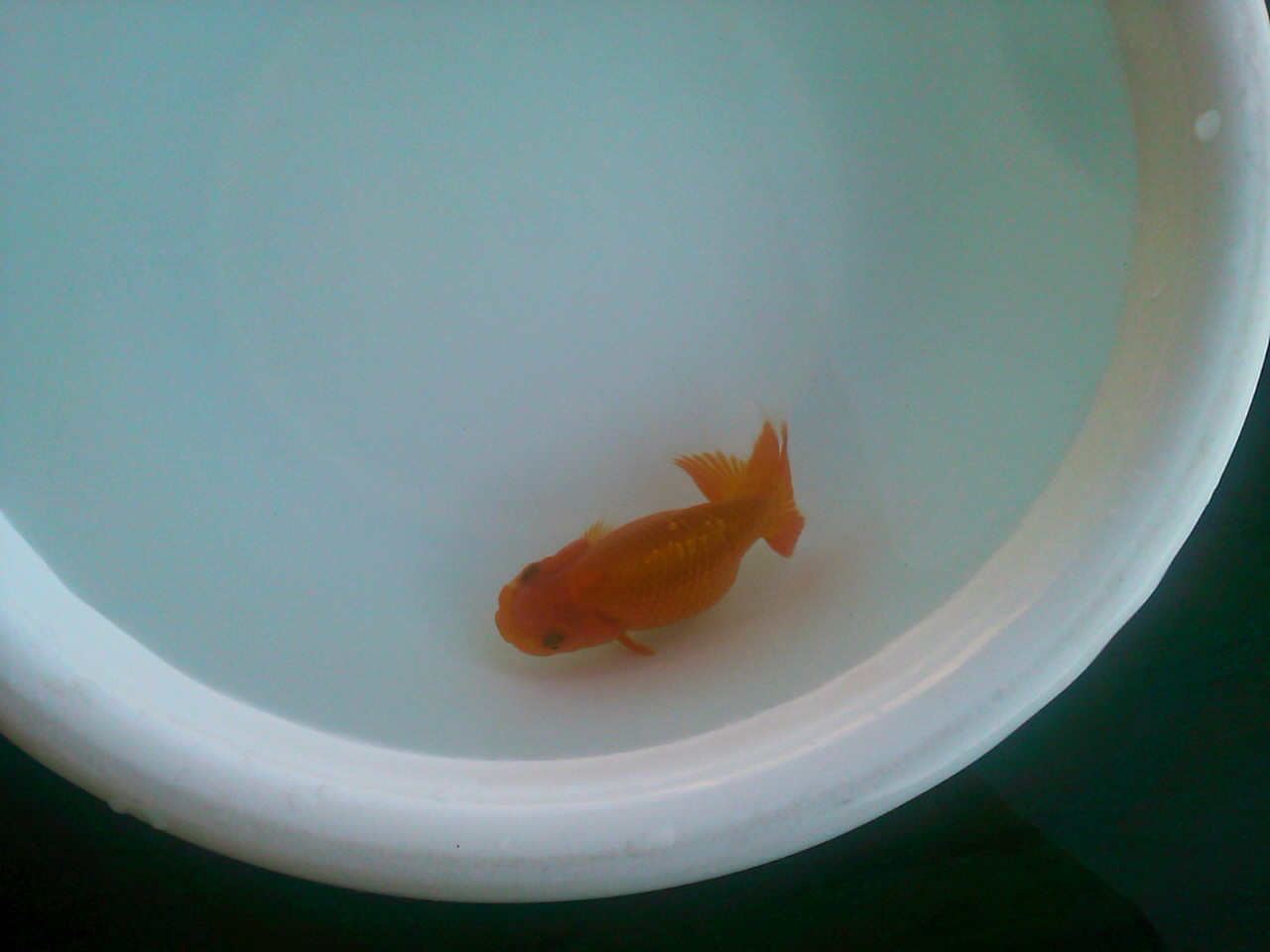 スポンジフィルター 金魚一番 らんちゅう飼育メモ スポンジフィルター 金魚一番 らんちゅう飼育メモ