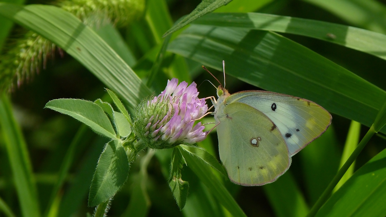 昆虫エクスプローラー_a0185081_2229442.jpg