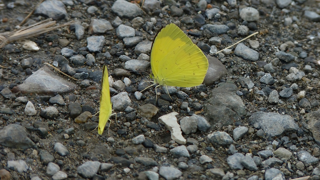 昆虫エクスプローラー_a0185081_22311229.jpg