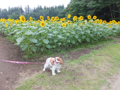 8月14日　久しぶりの楽しい１日_b0142886_2044398.jpg