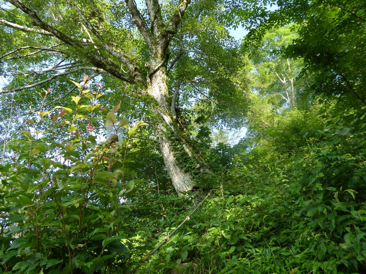 荒島岳－変則８の字登山_e0110500_18504597.jpg