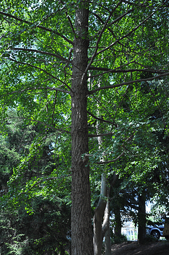 a0278809_1028156.gif