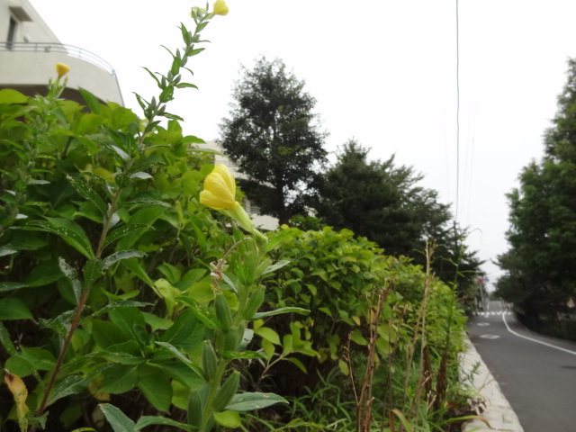 臭くて気持ち悪くてエロティックでスリリングなお伽噺 鹿島茂「モンフォーコンの鼠」_e0016828_1242934.jpg