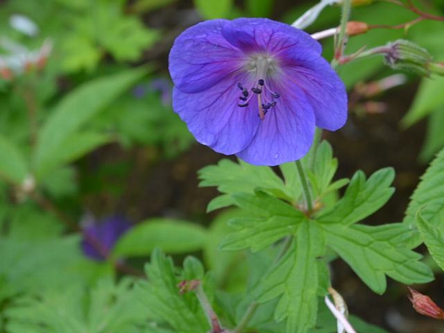 ゲラニウム ヒマライエンセ 今日の花 ゲラニウム ヒマライエンセ 今日の花