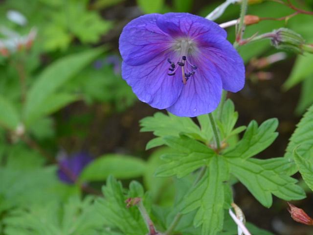 ゲラニウム ヒマライエンセ 今日の花