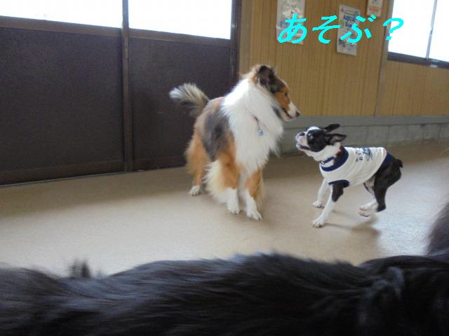 プール&クーラー室内ドッグラン_e0195743_1372060.jpg