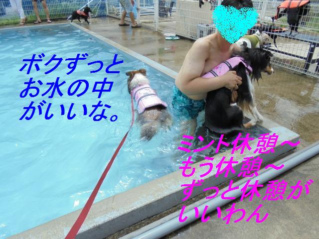 プール&クーラー室内ドッグラン_e0195743_1374416.jpg