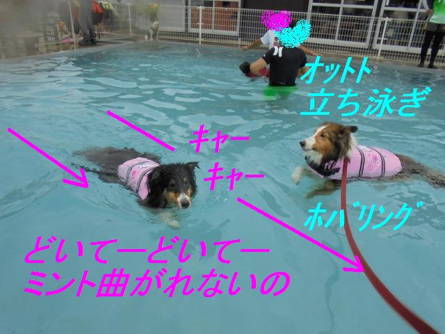 プール&クーラー室内ドッグラン_e0195743_1382132.jpg