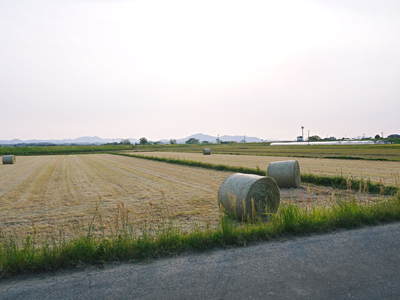 砂田米 試練の時を超え、稲の苗は元気に成長中です!!_a0254656_1815474.jpg