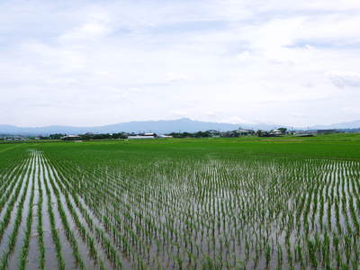 砂田米 試練の時を超え、稲の苗は元気に成長中です!!_a0254656_18271042.jpg