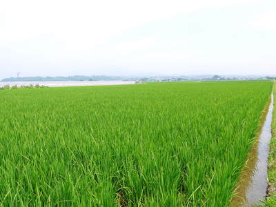 砂田米　試練の時を超え、稲の苗は元気に成長中です!!_a0254656_1835836.jpg