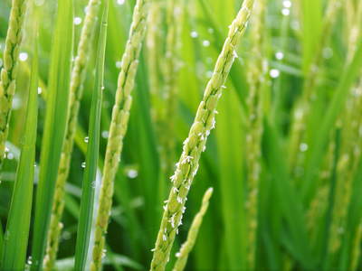 砂田米　試練の時を超え、稲の苗は元気に成長中です!!_a0254656_18423774.jpg