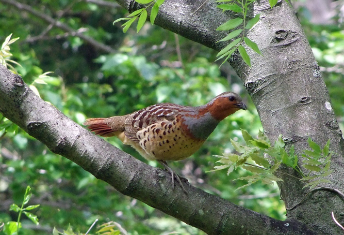 コジュケイの卵の孵化確認：8・16六国見山森林公園_c0014967_1735581.jpg