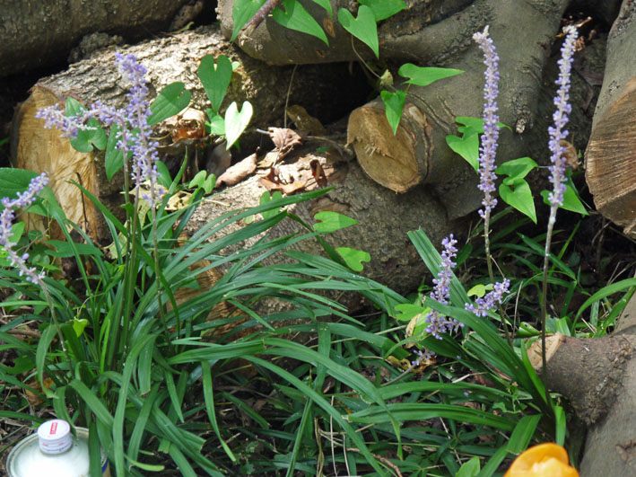 コジュケイの卵の孵化確認：8・16六国見山森林公園_c0014967_1761857.jpg