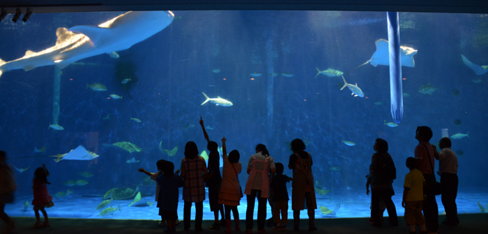 かごしま水族館写真_e0171573_2514097.jpg