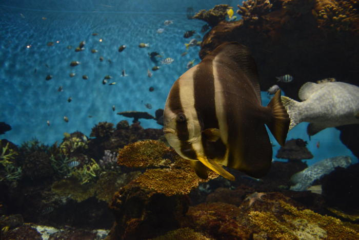 かごしま水族館写真_e0171573_2521365.jpg
