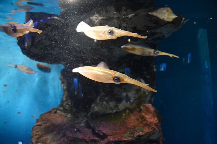 かごしま水族館写真_e0171573_2521868.jpg