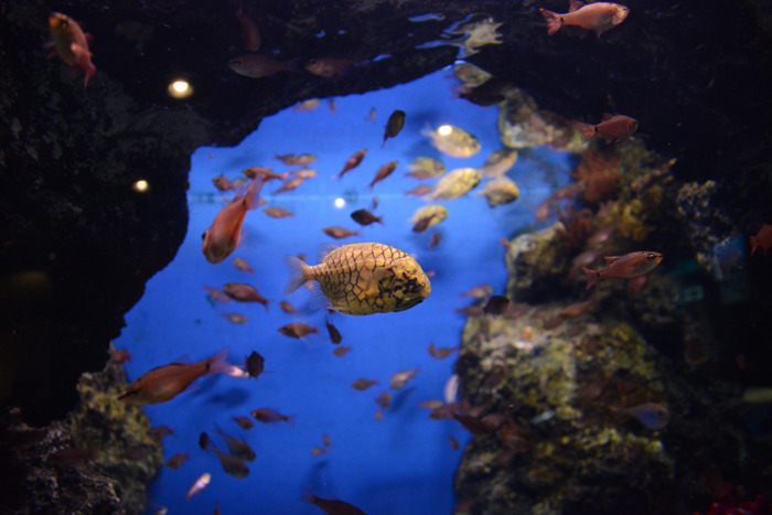 かごしま水族館写真_e0171573_2522455.jpg