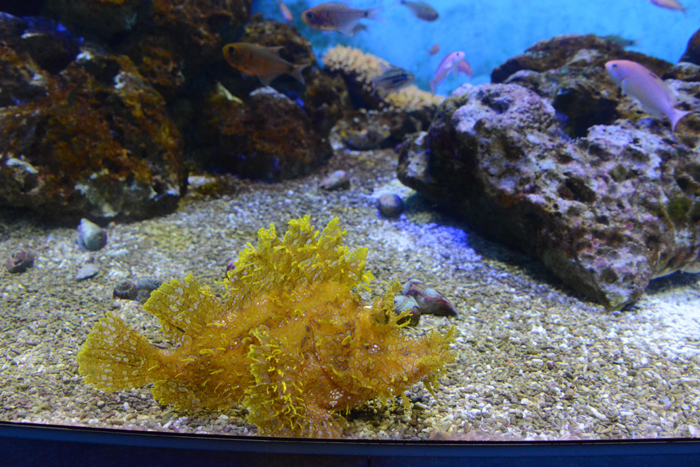 かごしま水族館写真_e0171573_252286.jpg