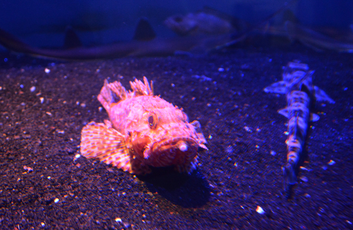 かごしま水族館写真_e0171573_252731.jpg