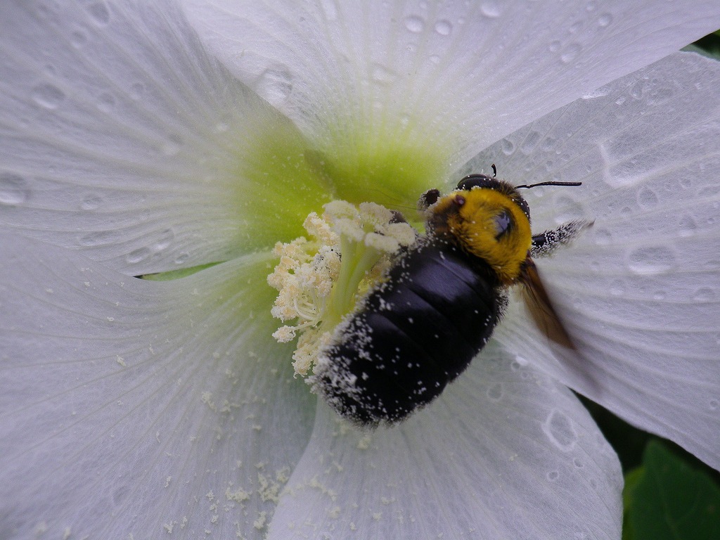 『梅林公園の芙蓉の花～』_d0054276_20214463.jpg