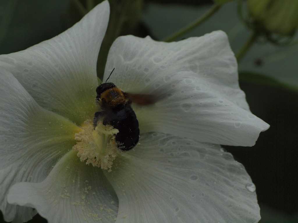 『梅林公園の芙蓉の花～』_d0054276_2022711.jpg