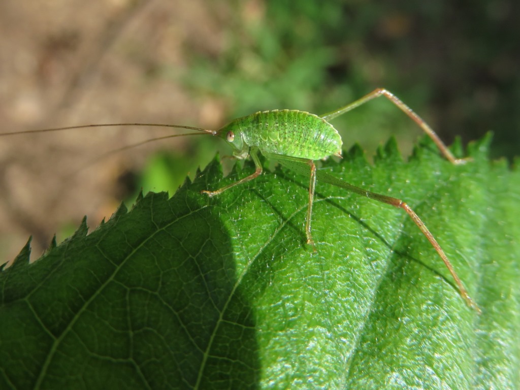 写ればおっけー コンデジで虫写真 写ればおっけー コンデジで虫写真