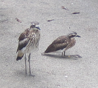 f0234590_1004163.png