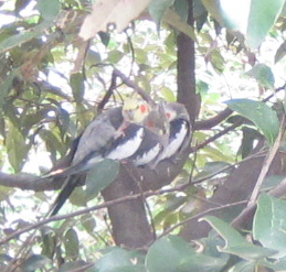 f0234590_1013290.png