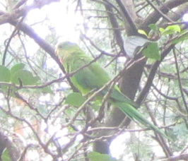 f0234590_1022476.png