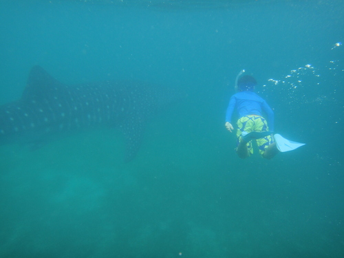 夏旅2014　子連れダイビング＠シキホール島　憧れのジンベイ♪_e0334696_20315877.jpg