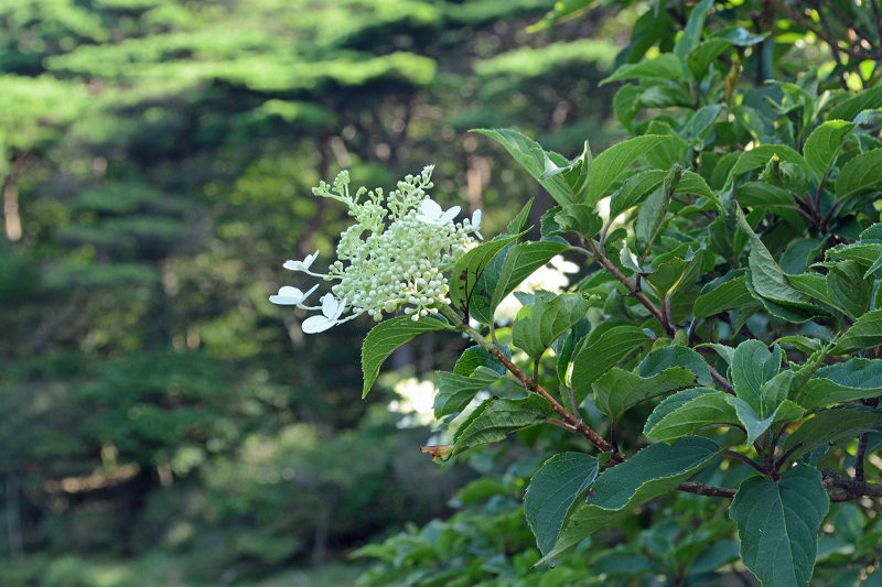 えびの高原　池めぐり！_b0277008_10554745.jpg