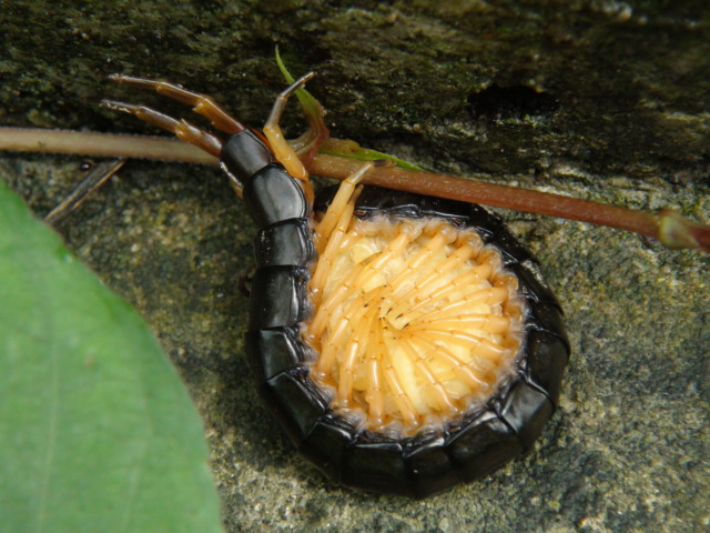 ムカデ 百足 が育児休暇中です 14 8 18 徳ちゃん便り