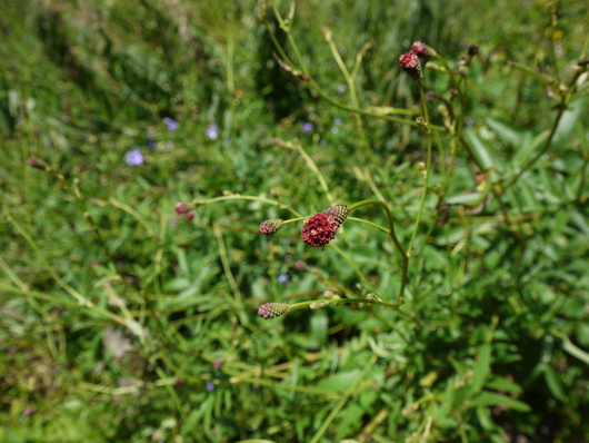 e0205713_18111667.jpg